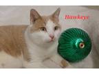 Adopt Hawkeye a Cream or Ivory (Mostly) Domestic Shorthair (short coat) cat in