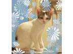Adopt Abigail a White (Mostly) Domestic Shorthair / Mixed (short coat) cat in