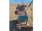 Adopt Lolita a White - with Tan, Yellow or Fawn Pit Bull Terrier / Mixed dog in