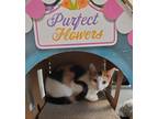 Adopt Flaxen a Calico or Dilute Calico Calico / Mixed (short coat) cat in