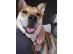 Adopt Kenji a Tan/Yellow/Fawn Shiba Inu / Labrador Retriever / Mixed dog in