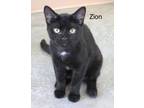 Adopt Zion a All Black Domestic Shorthair / Mixed (short coat) cat in Geneseo