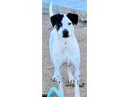 Adopt Scrappy Doo a White - with Black Pointer / Mixed dog in San Diego