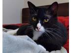 Adopt December a Black & White or Tuxedo Domestic Shorthair / Mixed (short coat)