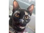Adopt Jammy a Tortoiseshell Domestic Shorthair (short coat) cat in Monrovia