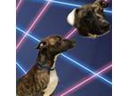 Adopt 18720 a Pit Bull Terrier