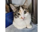 Adopt Kelly a Domestic Short Hair