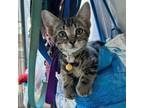 Adopt Cinnamon a Domestic Short Hair