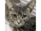 Adopt Winston a Domestic Short Hair