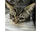 Adopt Wendy a Domestic Short Hair