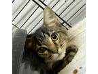 Adopt Whitley a Domestic Short Hair