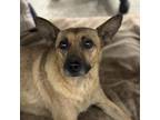 Adopt Maria a Mixed Breed