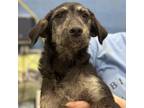 Adopt Terry Litter_2 a Mixed Breed