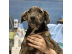 Adopt Terry Litter_3 a Mixed Breed