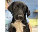Adopt Terry Litter_4 a Mixed Breed