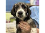 Adopt Terry Litter_5 a Mixed Breed