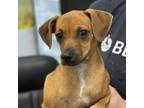 Adopt Lil Bit a Mixed Breed