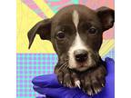 Adopt Trixie a Mixed Breed