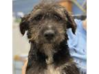 Adopt Terry Litter a Mixed Breed