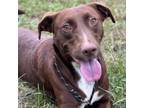 Adopt Dixie a Chocolate Labrador Retriever