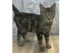 Adopt Lanie a Domestic Short Hair