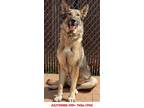 Adopt Athenia a German Shepherd Dog, Mixed Breed