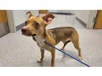 Adopt Brooklyn a Terrier, Dachshund