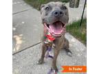 Adopt Lash Extensions a Pit Bull Terrier