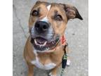 Adopt Novella a Pit Bull Terrier