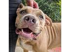 Adopt Nola a American Staffordshire Terrier