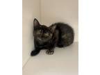 Adopt Nestle a Domestic Short Hair