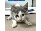 Adopt Joss a Domestic Short Hair