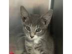 Adopt Utah a Domestic Short Hair
