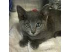 Adopt Umma a Domestic Short Hair