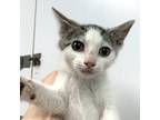 Adopt Joni a Domestic Short Hair