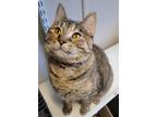 Adopt Gabbana a Domestic Shorthair / Mixed (short coat) cat in Fremont