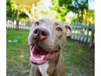 Adopt Angela a American Staffordshire Terrier, Labrador Retriever