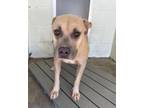 Adopt Cinderella a Labrador Retriever