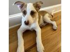 Adopt Mia a Australian Cattle Dog / Blue Heeler