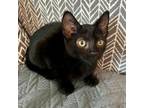 Adopt Rogue a Domestic Short Hair