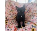 Adopt Camille a Domestic Short Hair