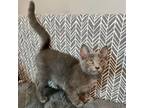 Adopt Mischief a Domestic Short Hair