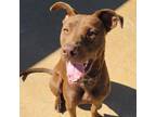 Adopt Aubbie a Chocolate Labrador Retriever