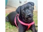 Adopt Tinker Berry a Labrador Retriever, Pit Bull Terrier