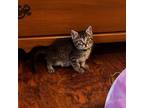Adopt Moondancer a Domestic Short Hair