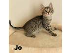 Adopt Jo a Domestic Short Hair