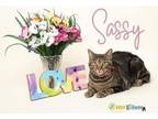 Adopt Sassy a Domestic Short Hair