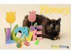 Adopt Honey a Domestic Long Hair, Domestic Short Hair