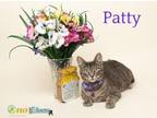 Adopt Patty a Domestic Short Hair