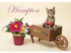 Adopt Hampton a Domestic Short Hair